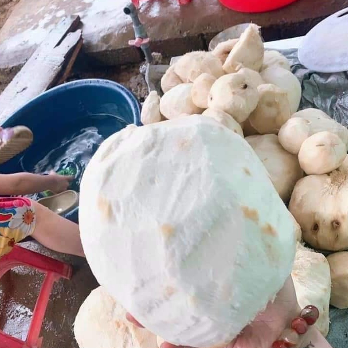 SÂM TỐ NỮ KHÔ NGUYÊN CHẤT 1KG hàng Việt Nam