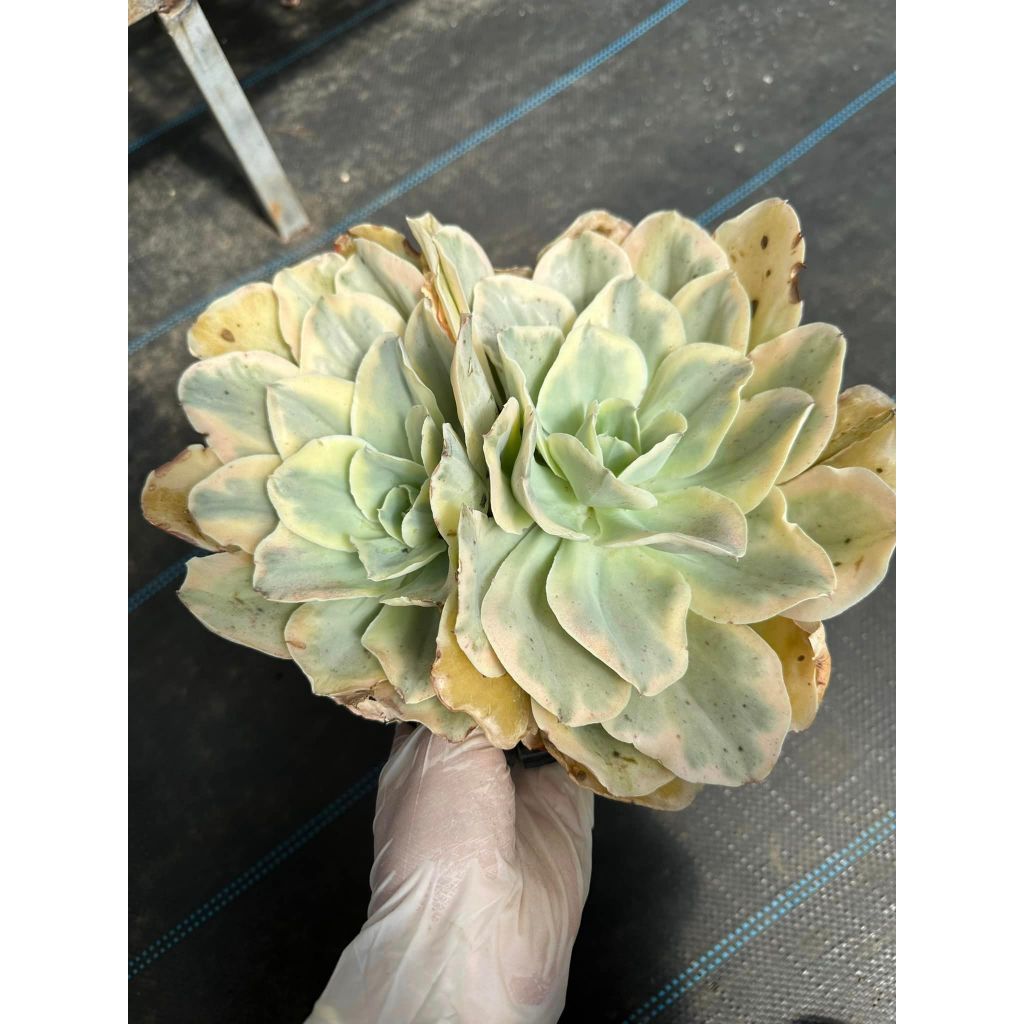 Sen đá bắp cải var