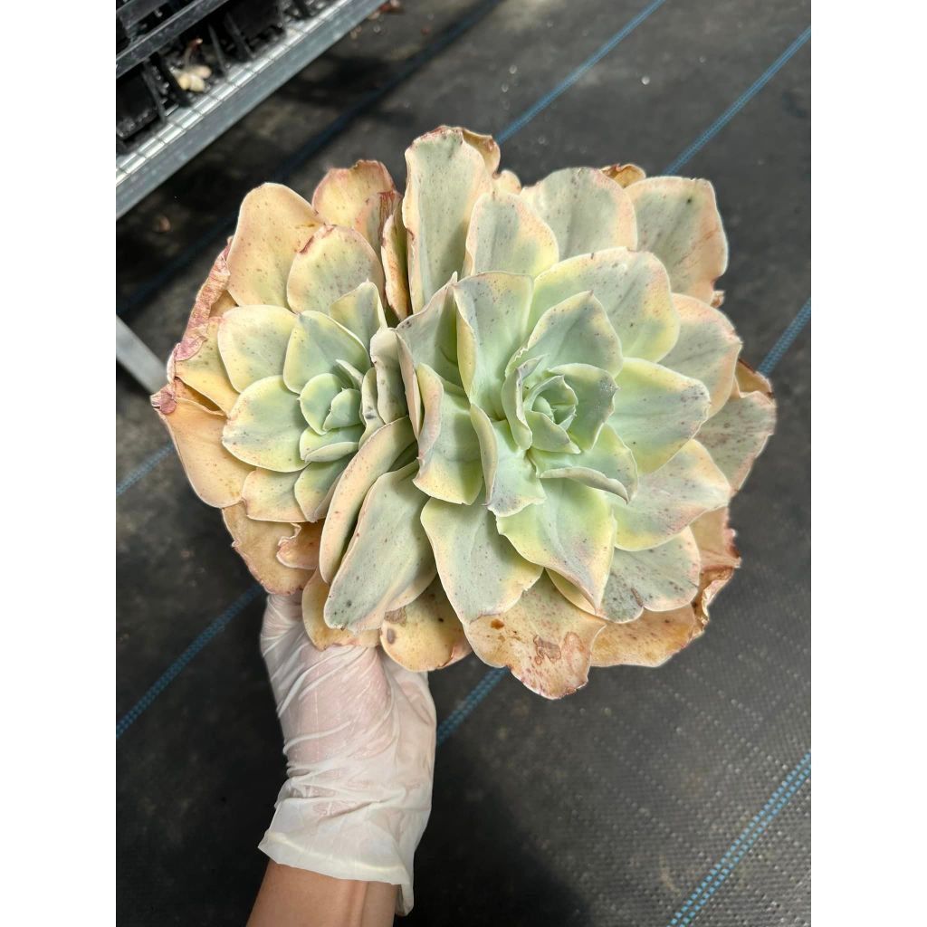 Sen đá bắp cải var