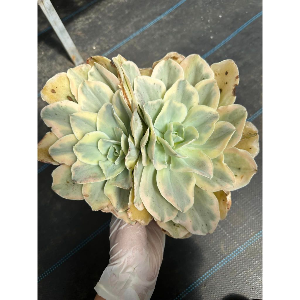 Sen đá bắp cải var