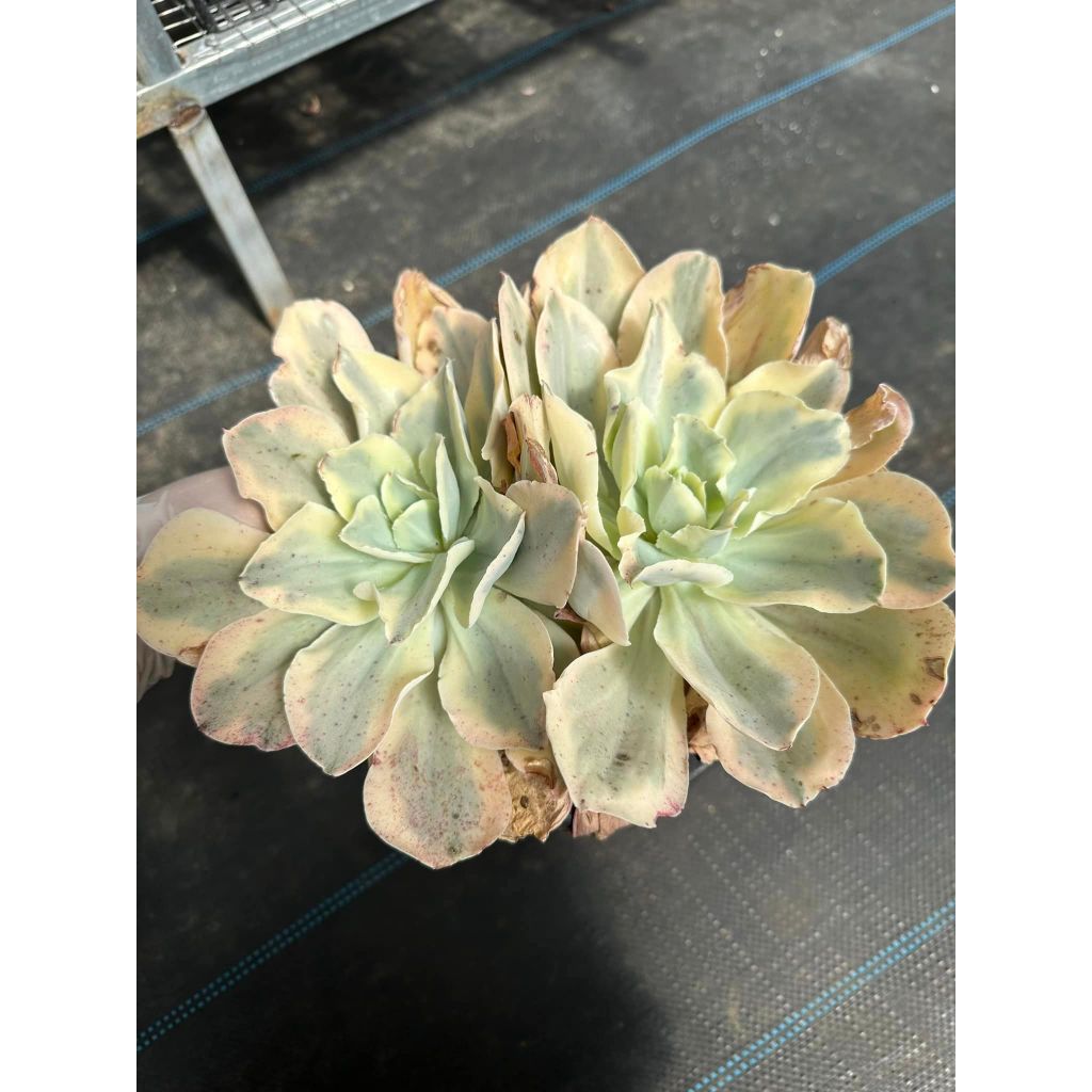 Sen đá bắp cải var