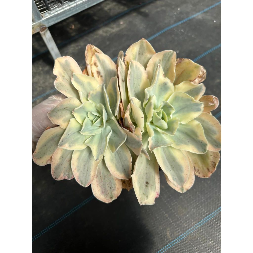 Sen đá bắp cải var