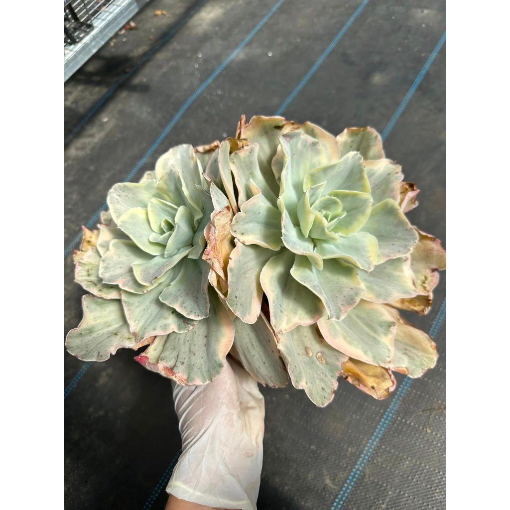 Sen đá bắp cải var