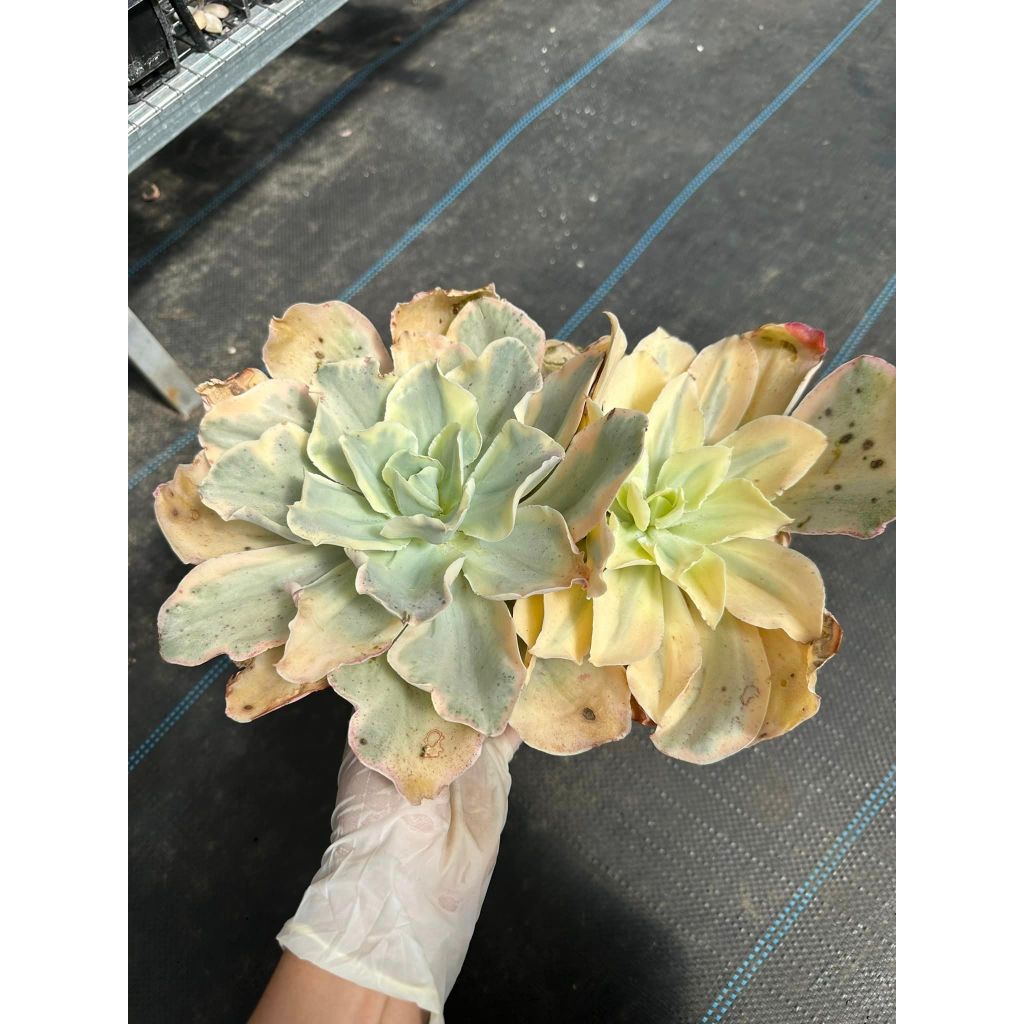 Sen đá bắp cải var