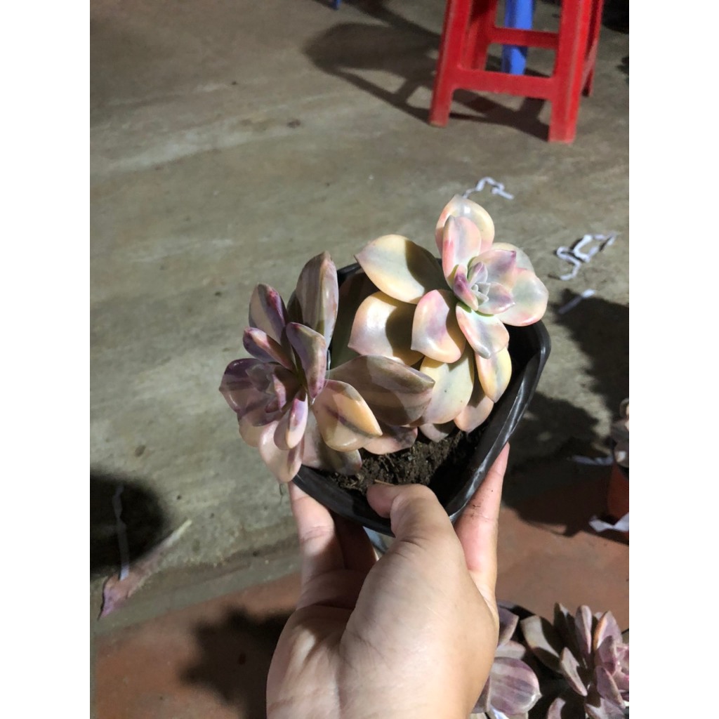 Sen đá hồng mập var