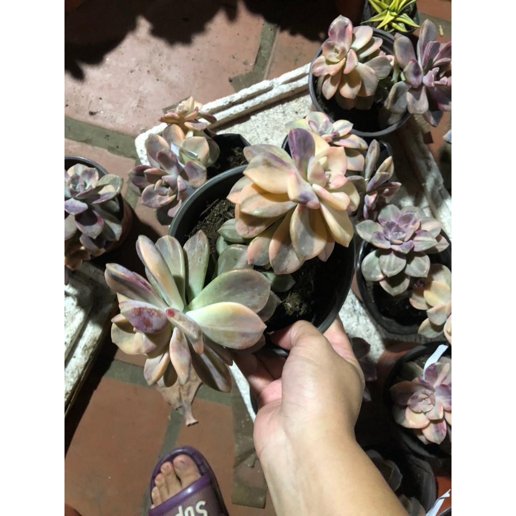 Sen đá hồng mập var