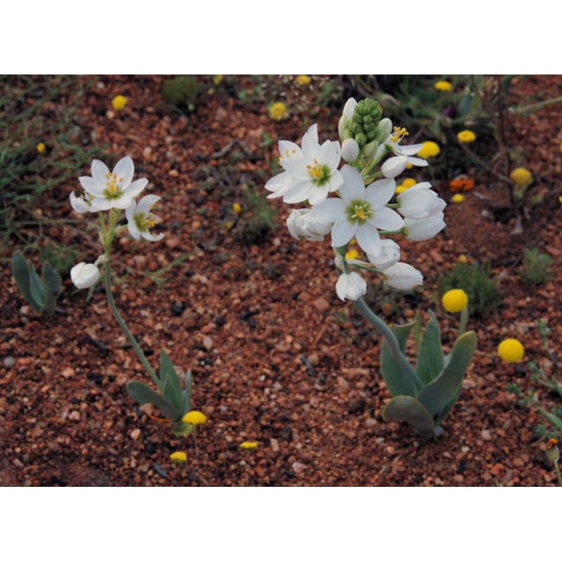 Củ hoa ornithogalum pruinosum