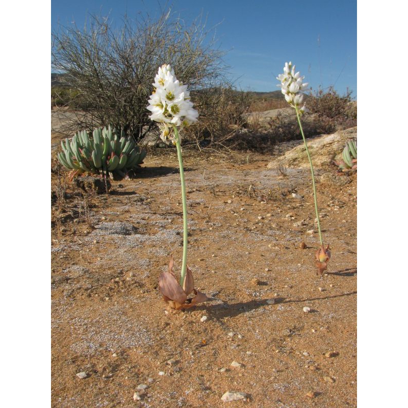 Củ hoa ornithogalum pruinosum