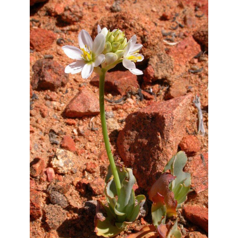 Củ hoa ornithogalum pruinosum