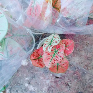 Môn Kiểng Hàng Đẹp