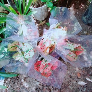 Môn Kiểng Hàng Đẹp