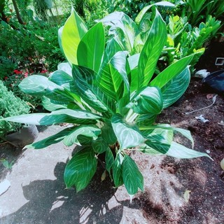 Bạch mã hoàng tử lớn