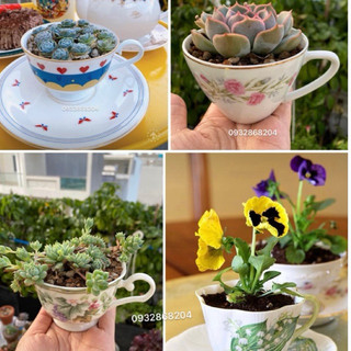Chậu gốm Nhật dạng tách trà sứ mỏng hoặc vừa