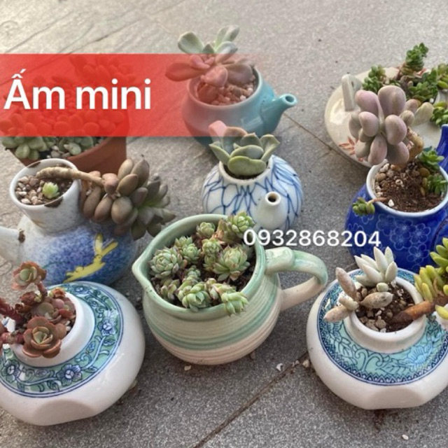 Chậu cây dáng ấm nhỏ xíu, rót mini các loại