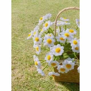 Cúc hoạ mi kẽm nhung trang trí