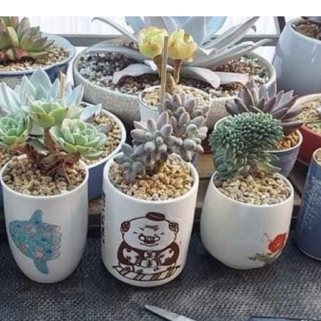 Chậu ly gốm Nhật trồng sen đá, xương rồng (6-8cm)P2