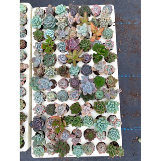 Vỉ 84 cây sen đá - nhiều loại khác nhau- Cây già khoẻ