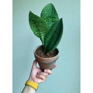 lưỡi hổ voi