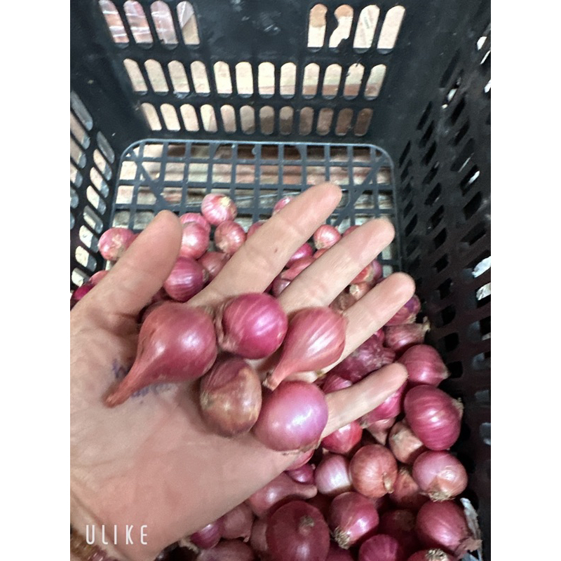 1 Kg hành tím cô đơn - Hành tím thơm ngon