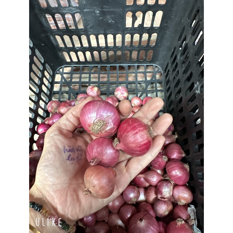 1 Kg hành tím cô đơn - Hành tím thơm ngon