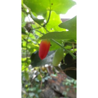 Hạt bình bát dây (100 hạt)