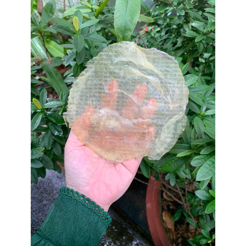 1kg khô cá bóng bò ép tròn, hàng loại 1