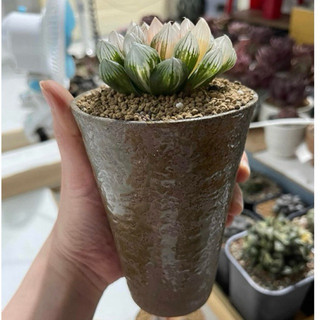Chậu ly gốm đẹp các loại to (dáng trụ cao)