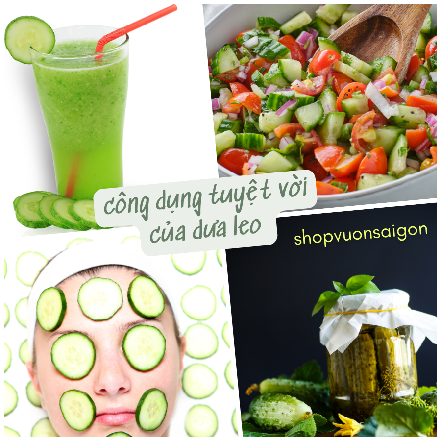 Hạt giống dưa leo Phú Nông 636 gói 1gr  hạt giống chắc khỏe tỉ lệ nẩy mầm cao