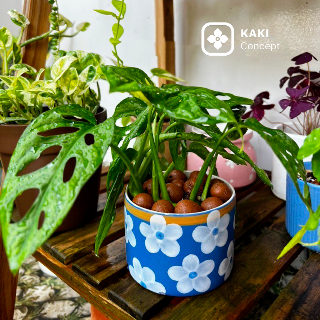 Chậu cây để bàn làm việc - Chậu cây mini xuất Úc đẹp