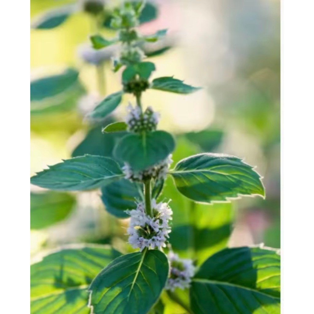 2 LÍT = 2,8 kg Mật ong hoa BẠC HÀ nguyên chất 100% - từ cao nguyên Hà Giang - THƯƠNG HIỆU BEE VÀNG