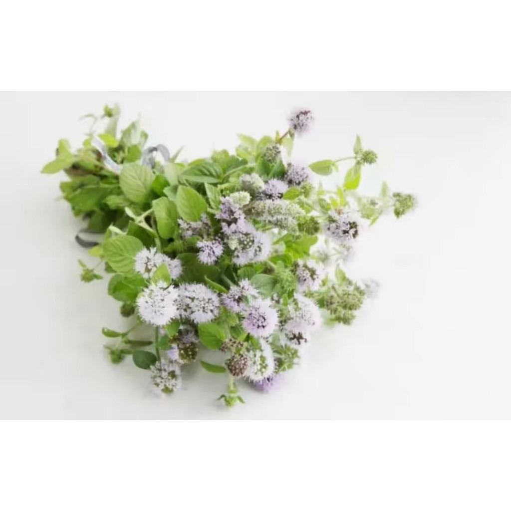 2 LÍT = 2,8 kg Mật ong hoa BẠC HÀ nguyên chất 100% - từ cao nguyên Hà Giang - THƯƠNG HIỆU BEE VÀNG