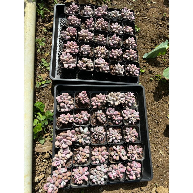 Sen đá Sỏi hồng mini