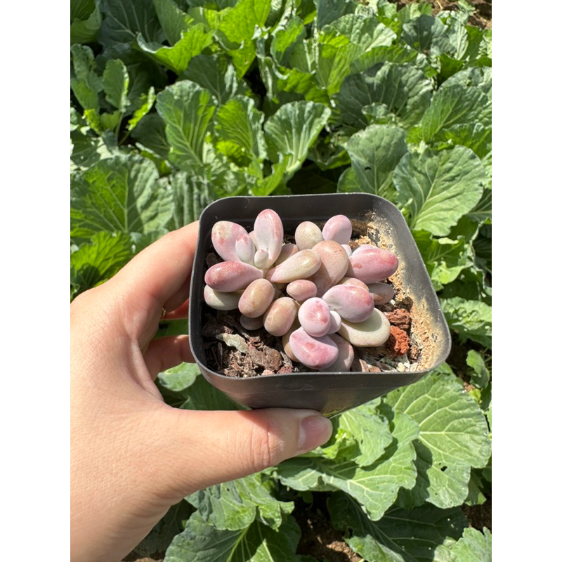 Sen đá Sỏi hồng mini