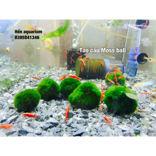 Moss ball - tảo cầu marimo - siêu khoẻ siêu bền - tảo cầu marimo nhật bản