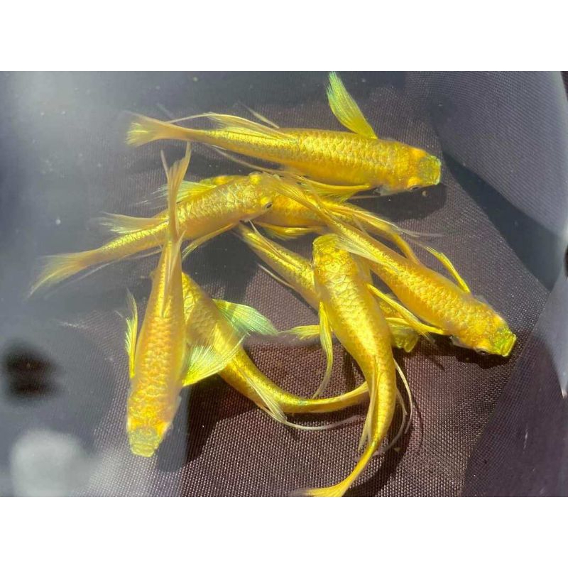 10 gram cám tặng Guppy Full gold ribon tbb thủy sinh