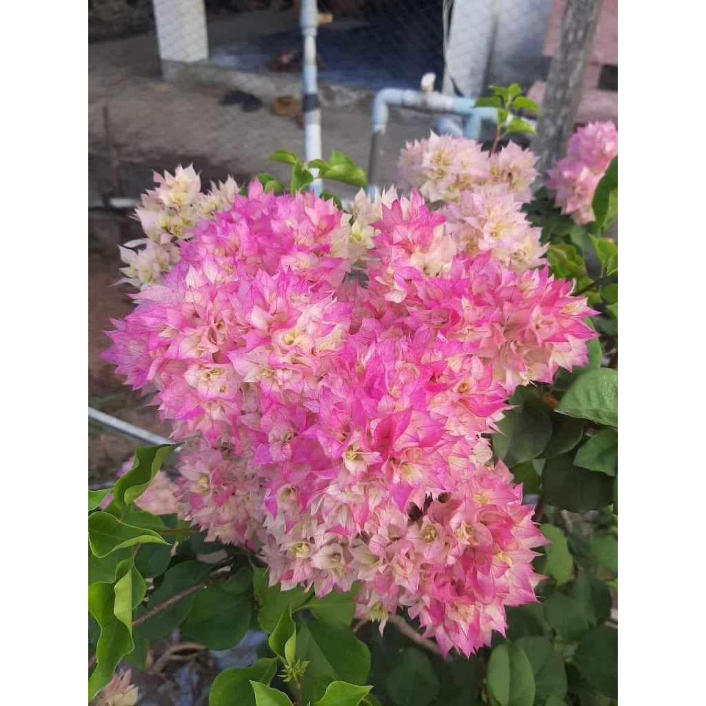 Chậu cây hoa Giấy Kép cánh Hồng Sakura đang siêu nhiều nụ/hoa, dòng giấy siêu dễ trồng