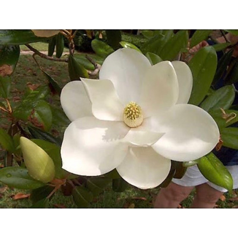 Giống Hoa Dạ Hợp(dạ hợp hương )hoa thơm ngào ngạt