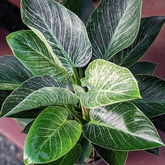 Cây trầu bà đế vương sọc (Philodendron Birkin)