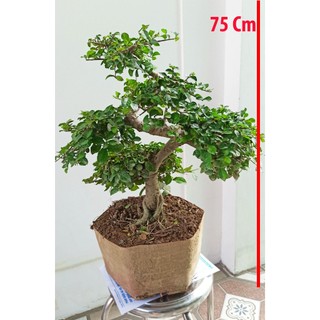 Cây duối bonsai, duối cảnh, duối để bàn, Cây ruối tan ngang 50cm