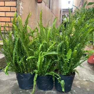 Cây Dương xỉ dễ trồng, phủ gốc hiệu quả