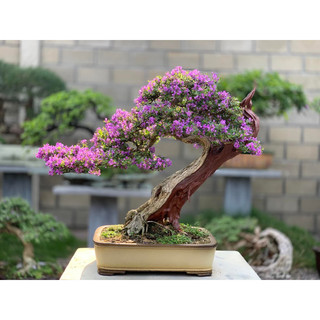 Linh sam bonsai gốc quái