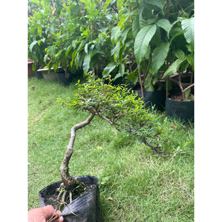 Linh sam bonsai gốc quái