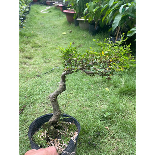 Linh sam bonsai gốc quái