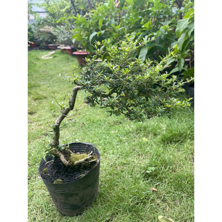 Linh sam bonsai gốc quái