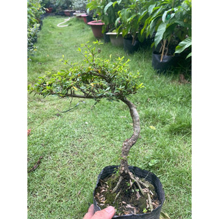 Linh sam bonsai gốc quái