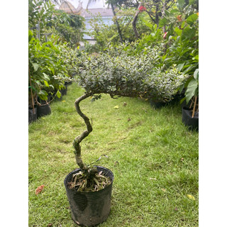 Linh sam bonsai gốc quái