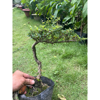 Linh sam bonsai gốc quái