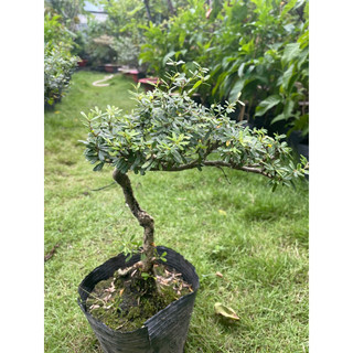 Linh sam bonsai gốc quái