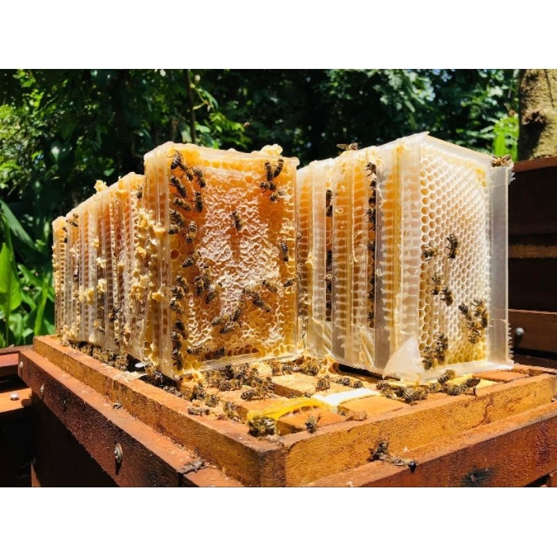 Mật Ong Bánh Tổ Tươi Nguyên Sáp Đóng Hộp 500gr -  Lensoigialai