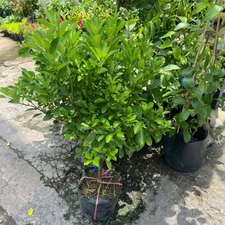 Cây Quất (cây tắc) sẵn hoa trái (cao 65-70cm)